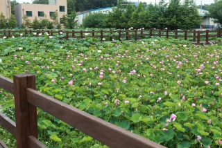 연꽃 41번째 사진