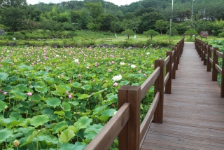 연꽃 43번째 사진