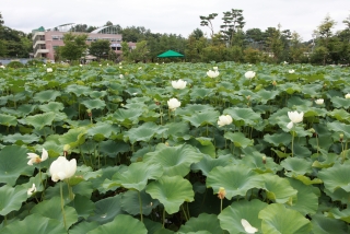 연꽃 44번째 사진