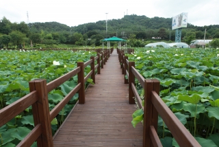 연꽃 48번째 사진