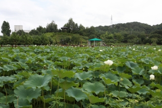 연꽃 50번째 사진