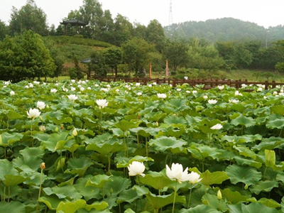 농심테마공원 사진