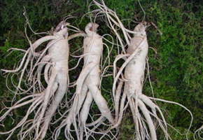 옥천특산물 인삼 본문 이미지