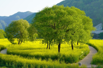 금강비경 1선 옥천유채꽃단지