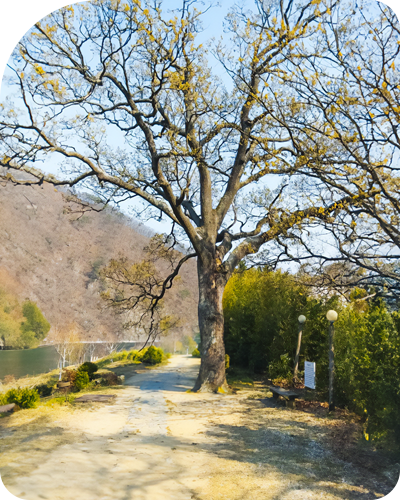 향수30리길 보호수 풍경사진