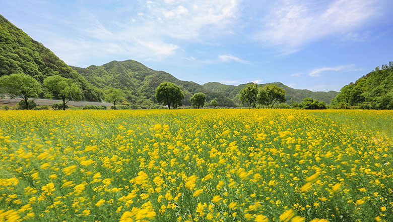 금강비경 1선 옥천 유채꽃단지 사진