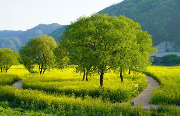 금강비경 1선 옥천 유채꽃단지 사진1